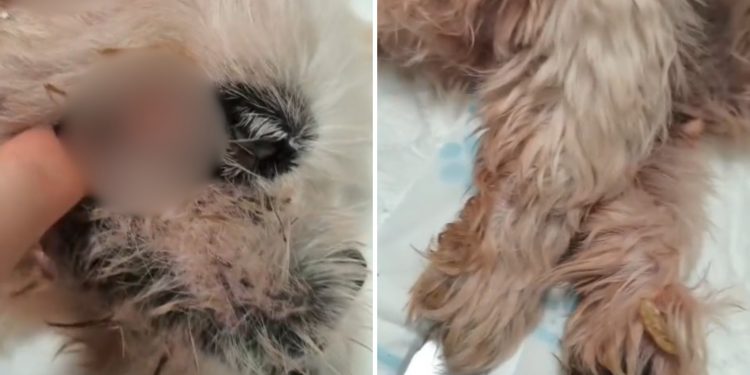 Laudo aponta infecções por falta de cuidado em cachorro resgatado de varanda de apartamento em Ribeirão Preto, SP